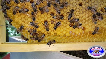 Moving The Bees From The Swarm Trap to Their Hive...Part two to what to do with a swarm