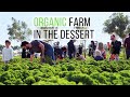 Emirates Bio Farm Tour Organic Farming In Al Ain Emirates Bio Farm Tour Organic Farming In Al Ain
