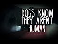 "Dogs Know They Aren't Human"