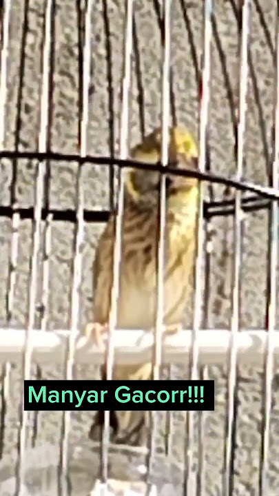 Kicau Burung Manyar Pancingan Ampuh Langsung Nyaut.!!!