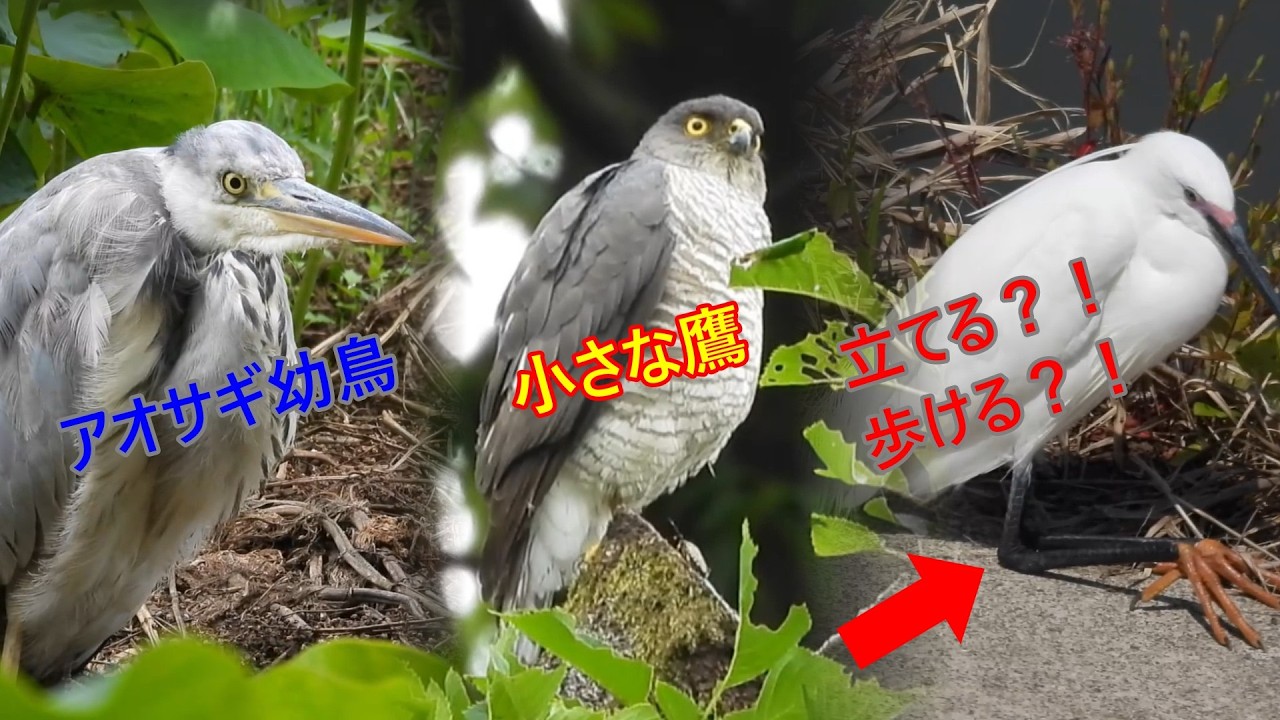 小さな猛禽ツミ アオサギ幼鳥は成鳥になるまで何年かかる？コサギは脚