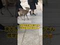 東大寺参道の子鹿ちゃん。修学旅行生に囲まれる😂　#shorts #奈良公園 #奈良鹿 #deer #fawn #子鹿
