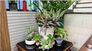 видео: Комнатные растения для занятых людей и как смешивать змеевидные растения с другими растениями картинка: Комнатные растения для занятых людей и как смешивать змеевидные растения с другими растениями