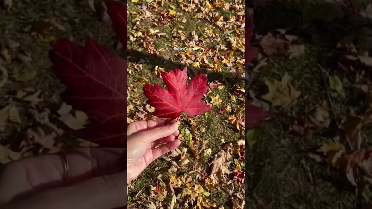 Fall in Quebec, Canada