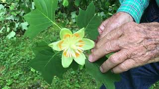 Nature Lesson  Tulip Poplar