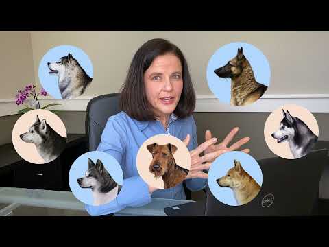 Veterinary expert reacts to dog breed reveal | Guess the breed
