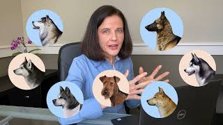 Veterinary expert reacts to dog breed reveal | Guess the breed