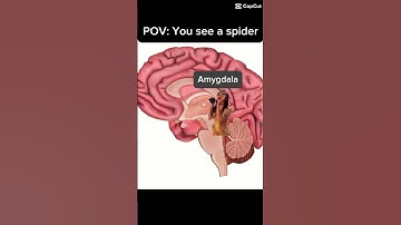 Amygdala: “This is NOT a drill!!”🕷️ 🚨 #funny #appsych #neuroscience #brain #shorts #psychology