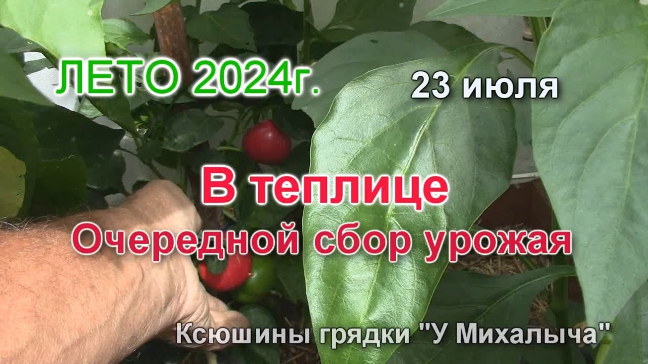 Лето, ИЮЛЬ  В теплице.  Собираем урожай перцев.