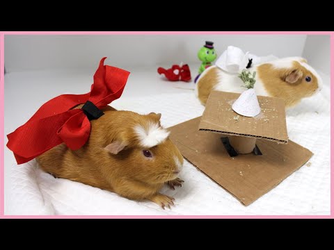 guinea-pig-speed-dating