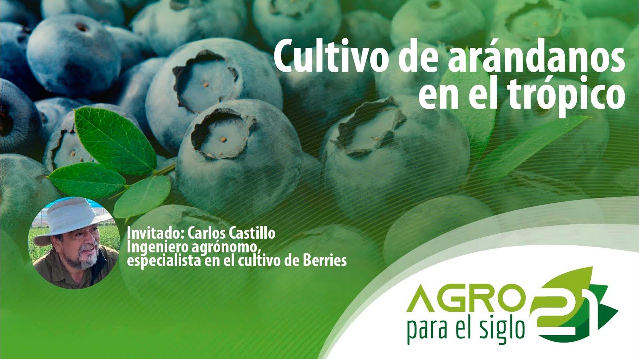 Cultivo de arándanos en el trópico │Agro para el siglo 21