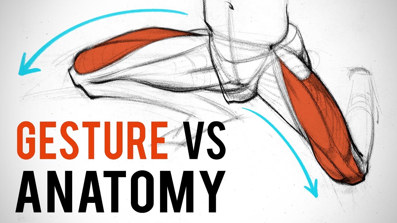 ⁣Design vs Anatomy - Which One is More Important?