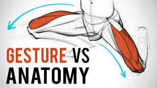 Design vs Anatomy - Which One is More Important?