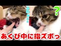 あくびした瞬間に指ズボされた子猫🐈【スコティッシュフォールド】【Scottish Fold】