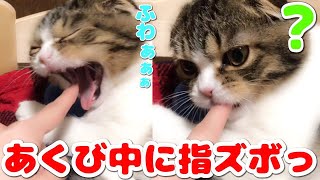 Reaction when a kitten puts a finger at the moment of yawning【Scottish Fold】