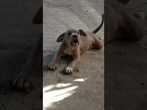 كلب بيتبول للبيع الرقم 01119687310