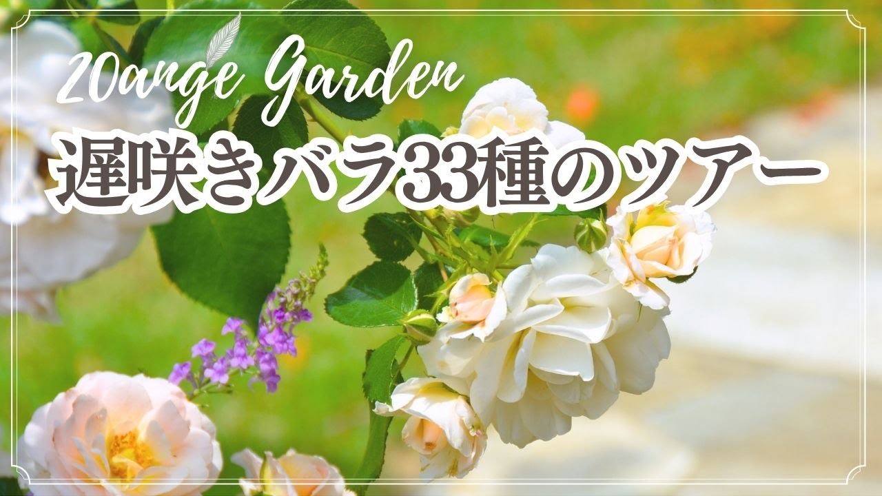 Garden ｜バラツアー 遅咲きバラ33種〈Rose Garden Tour in May, 2025〉｜20AngeGarden