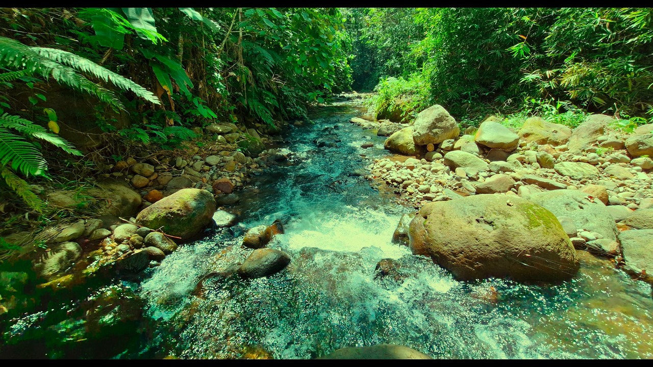 🌿Relax Your Body and Sleep Deeply to Soothing Stream Flow in a Quiet Forest