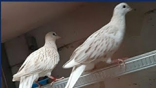 Tekukur Hias Warna Anakan Indukan Banyak