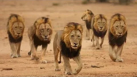 Lions of sabi sand Hindi full documentary