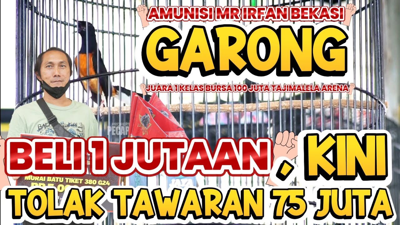 BELI 1 JUTAAN, KINI TOLAK TAWARAN 75 JUTA | MURAI GARONG JUARA 1 KELAS BURSA 100 JT TAJIMALELA ARENA