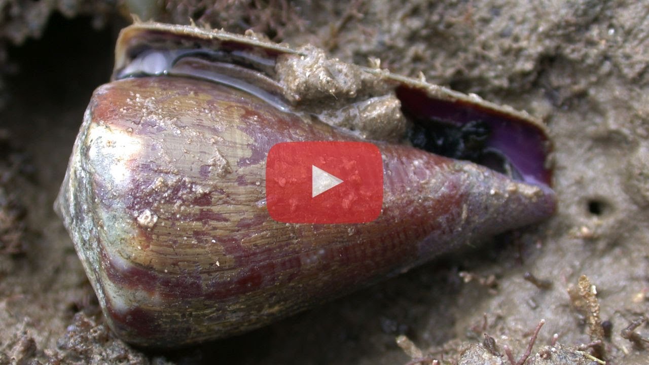 Conus rattus - Rat Cone