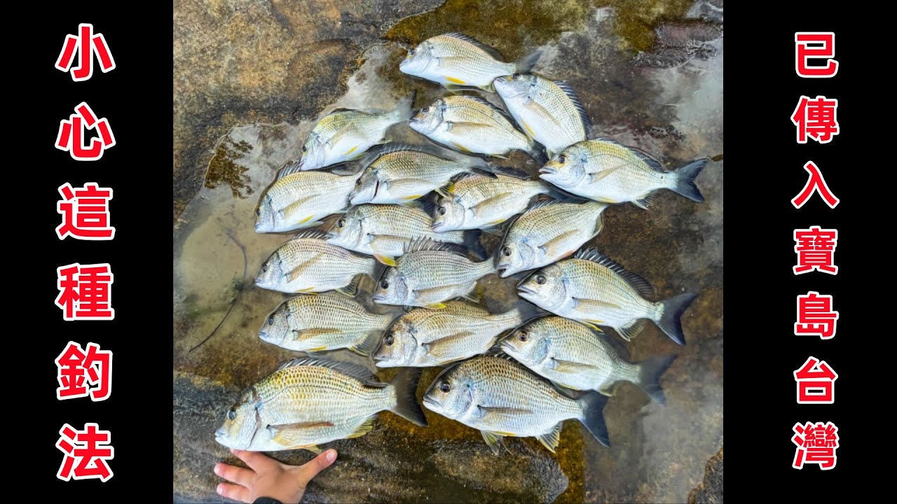 小心！這種釣法人傳人傳到了寶島台灣！ 縮圖