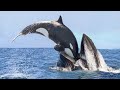 Unbelievable Scenes of Ocean Animals ▷▷ Killer Whales Attacks Blue Whales, Sharks, Seals
