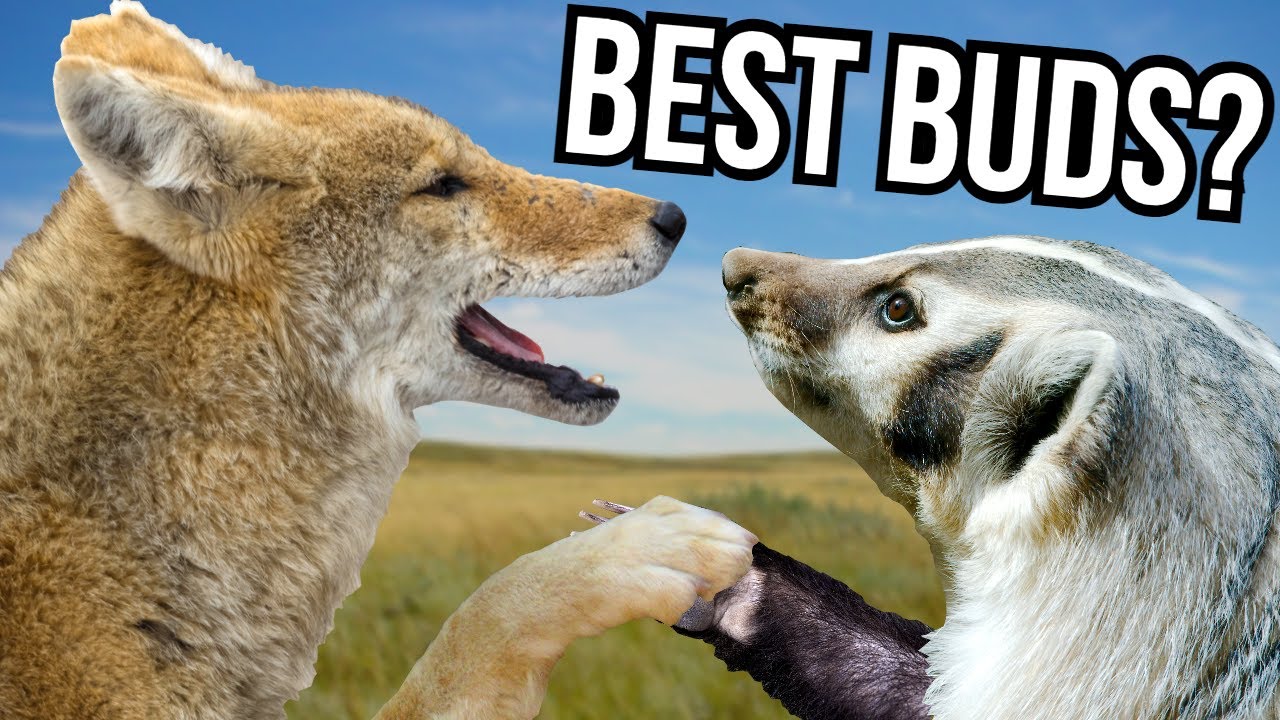 5 Of The Most Fascinating Relationships In The Animal Kingdom YouTube