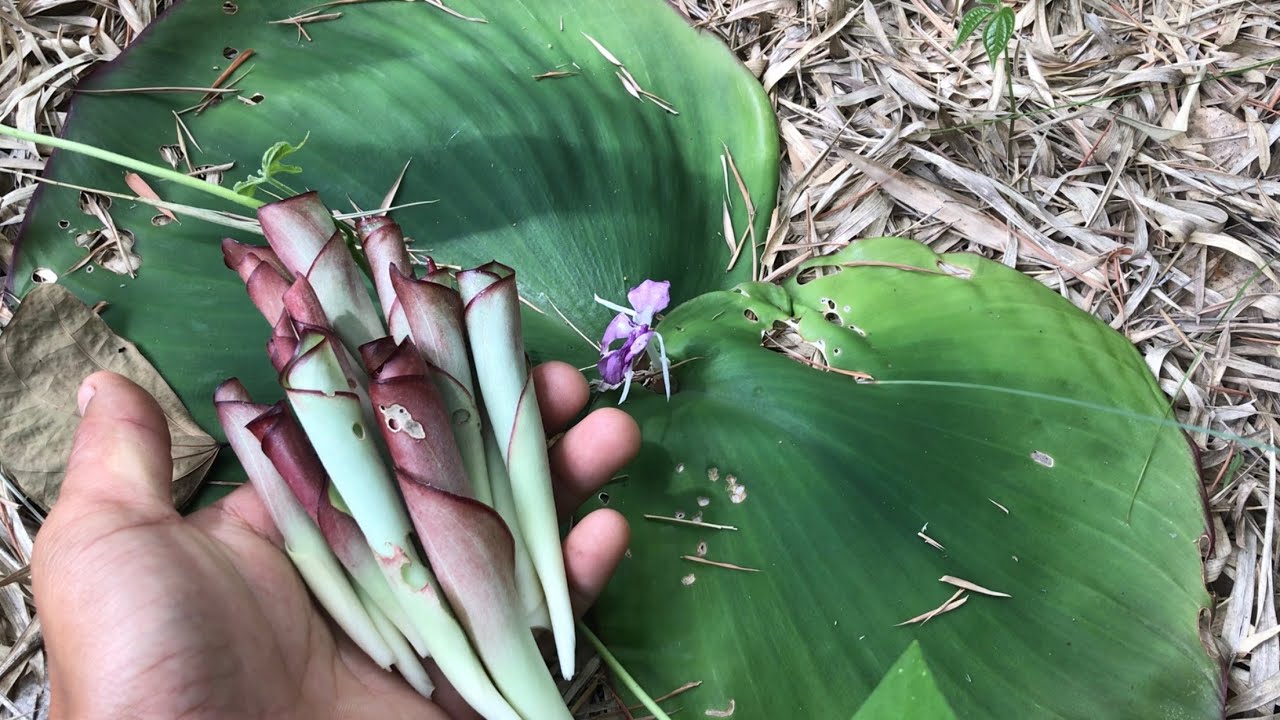 เดินป่า เก็บผักป่า ยอดเปราะป่า (ว่านตูบหมูบ) สุดยอดอาหารจากธรรมชาติ [ดินแดนแห่งเสรีภาพ]