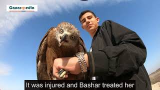 Setting a Black Kite Free: Release into the Wild After Successful Treatment By Bashar Jarayseh