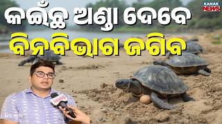 Olive Ridley Turtles Nesting at Rushikulya River Mouth | Forest Department Prepared? DFO Explains