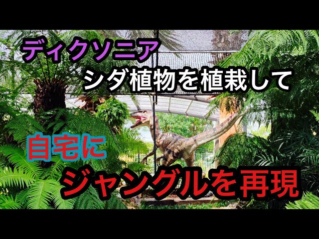 Report'' It's been three weeks since I planted my Dicksonia, have