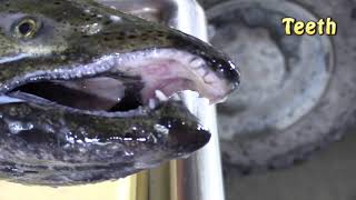 LNR Salmon Anatomy