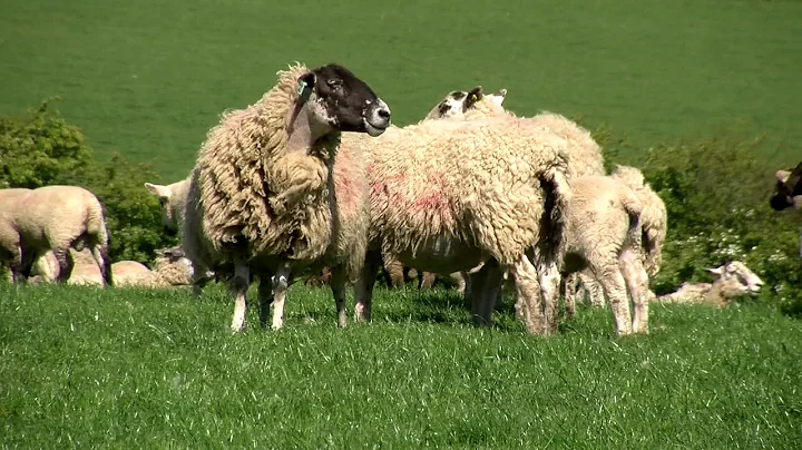 Feeding Ewes Before Lambing: Optimizing Nutrition for Healthy Lambs