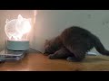 とてもかわいい子猫 part 1 || 子猫 2022