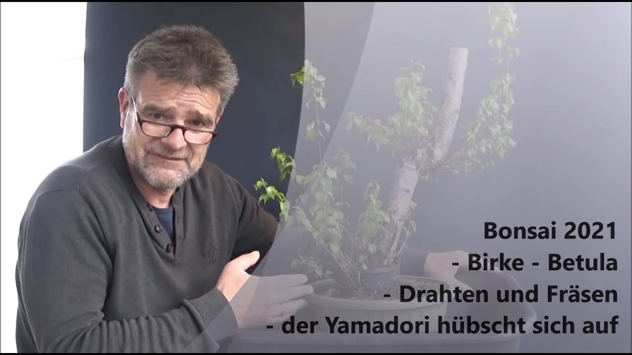 Bonsai 2021-25 - Birke - Betula - Drahten und Fräsen - der Yamadori hübscht sich auf