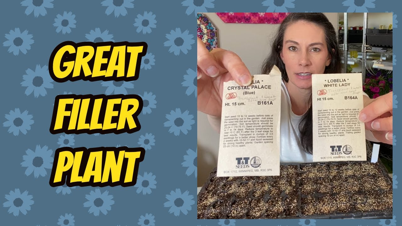 Sowing 6 dozen Lobelia