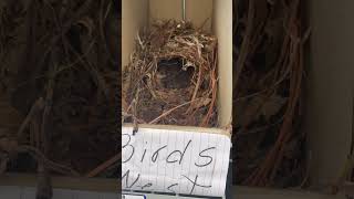 Carolina Wren Nest Found Thriving On Retail Center Shelf