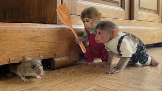 Monkey Bon & Moon Shocked Find Mouse in Room –Chase Begins! 🐭🔥