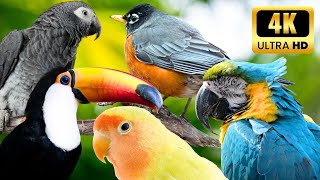 Relaxing Music with Singing Birds  The best relaxing music to relieve fatigue and anxiety