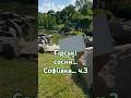 Як виглядають гірські сосни в саду #порадиландшафтногодизайнера #сосна
