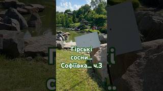 Як виглядають гірські сосни в саду #порадиландшафтногодизайнера #сосна
