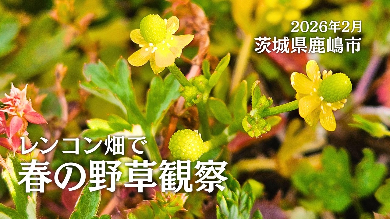 レンコン畑(田んぼ)で春の野草観察