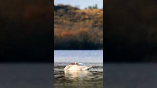 Wildlife photography is totally different in Netherlands 🇳🇱 #wildlife #wildlifephotography