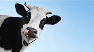 Корова танцует в 1.0, 2.0, 4.0, 8.0, 16.0 screenshot 4