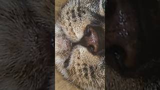 A cat sticking its face into a hole (my parents' cat version