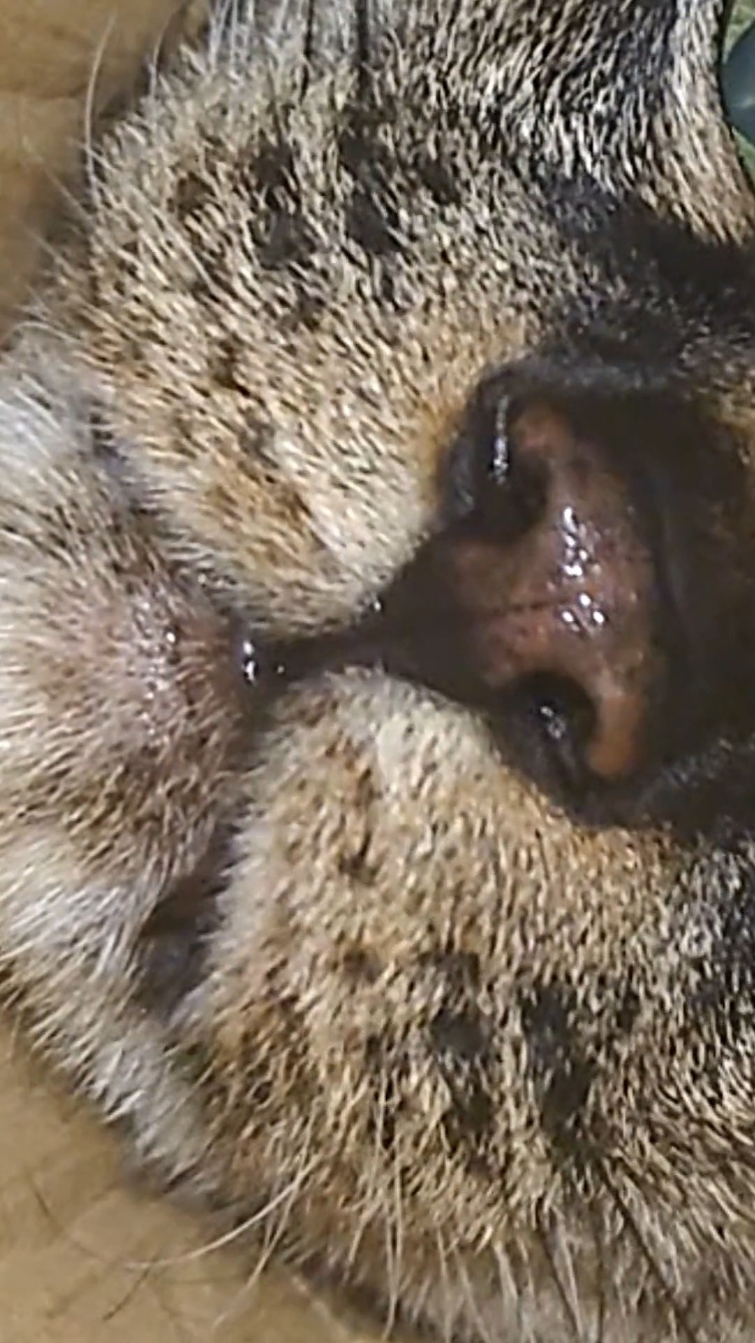 A cat sticking its face into a hole (my parents' cat version