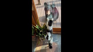 Bears visit Asheville home (to the resident cat's dismay)