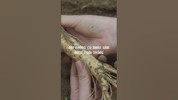 Cao Hắc Sâm Daesan l Bồi Bổ Từ 100% Hắc Sâm #viralvideo #fyb #soulmate #caohacsam #hacsam #daesan